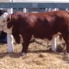 b507d0faf64885b3998f378eaf47bd72-copy-1.jpg Limousin Cattle For Sale