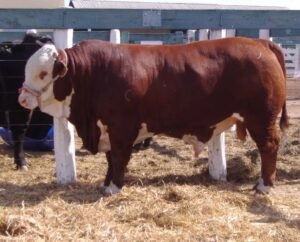 Limousin Cattle For Sale