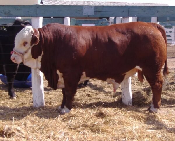 b507d0faf64885b3998f378eaf47bd72-copy-1.jpg Limousin Cattle For Sale