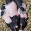 b5944b8ef283aeb4aa1ac7219cba864c-600x800-1-copy-1.jpg Hampshire Pigs For Sale