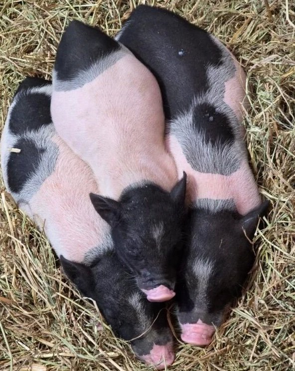 b5944b8ef283aeb4aa1ac7219cba864c-600x800-1-copy-1.jpg Hampshire Pigs For Sale