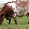 Milking Shorthorn Cattle For Sale