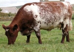 Milking Shorthorn Cattle For Sale