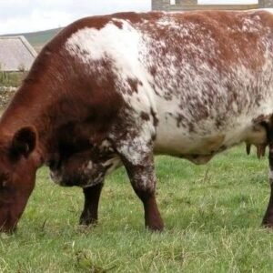 Milking Shorthorn Cattle For Sale