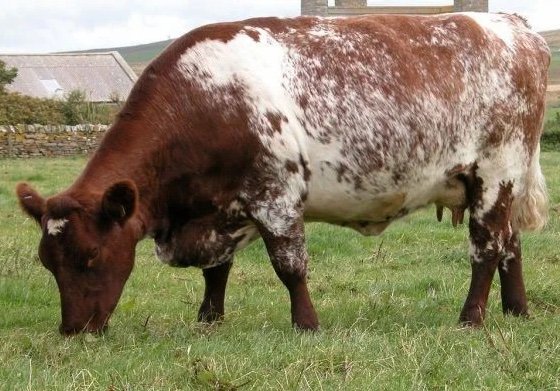 Milking Shorthorn Cattle For Sale