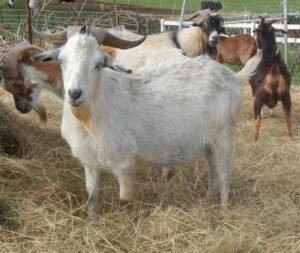 Kiko Goats for Sale