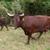 bfcf12282da03083675efc4add4beb49-600x400-1-copy-1.jpg Devon Cattle for Sale