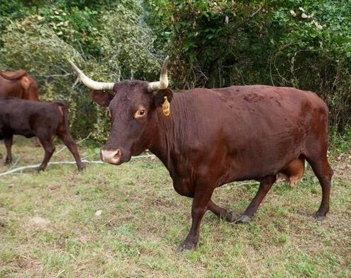 bfcf12282da03083675efc4add4beb49-600x400-1-copy-1.jpg Devon Cattle for Sale