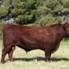 Red Poll Cattle for sale