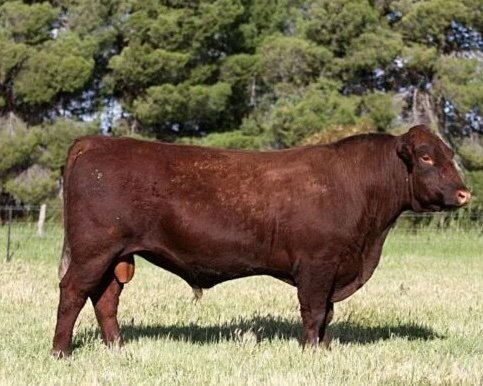 Red Poll Cattle for sale