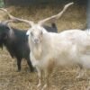 c306a9ca23e5fe5b007a321ed503cf92-copy-1.jpg Cashmere Goats for Sale