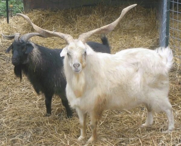 c306a9ca23e5fe5b007a321ed503cf92-copy-1.jpg Cashmere Goats for Sale