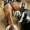 cd9d0d1b957456fdc4517402689ebf99-600x900-1-copy-1.jpg Nubian Goats for Sale