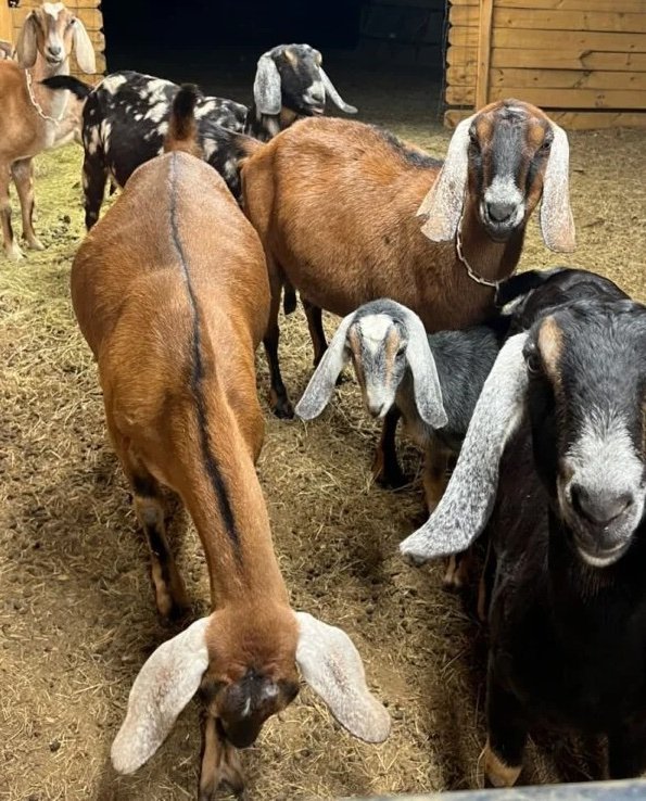 cd9d0d1b957456fdc4517402689ebf99-600x900-1-copy-1.jpg Nubian Goats for Sale