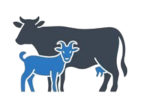 Live stock animals
