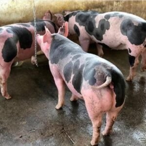 Pietrain Pigs for sale