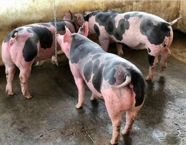 d271acef97fa545e5dac1e23bcb487eb-copy-1.jpg Pietrain Pigs for sale