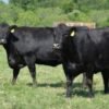 Angus Cattle for Sale