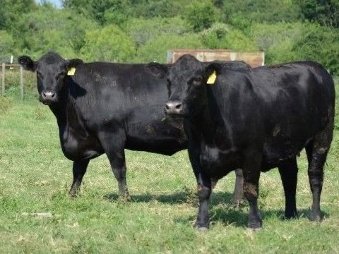 Angus Cattle for Sale
