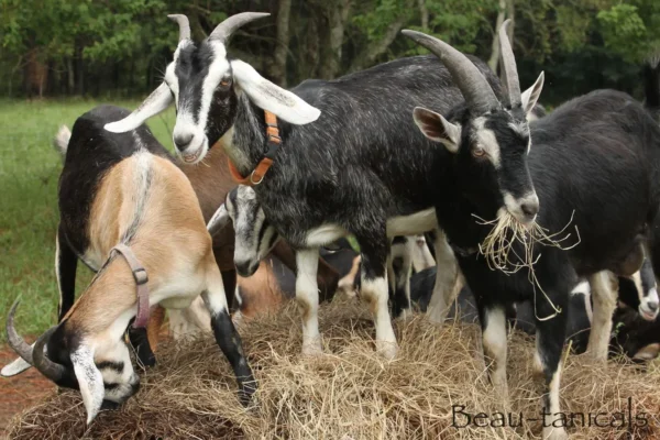 Alpine Goats for Sale