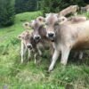 e54a11f6ac827396ebe653c32183500e-copy-1.jpg Brown Swiss Cows For Sale