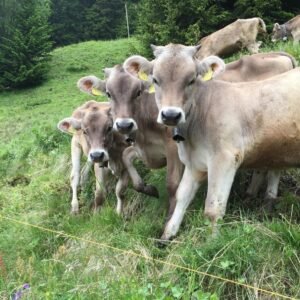 Brown Swiss Cows For Sale