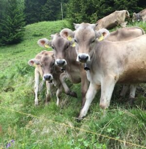 Brown Swiss Cows For Sale