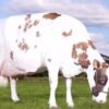 Ayrshire Cows for Sale