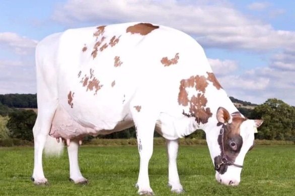 Ayrshire Cows for Sale