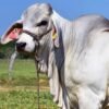 Brahman Cattle For Sale