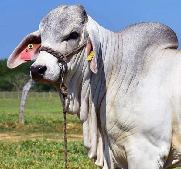 Brahman Cattle For Sale