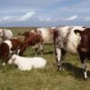 Milking Shorthorn Cattle For Sale