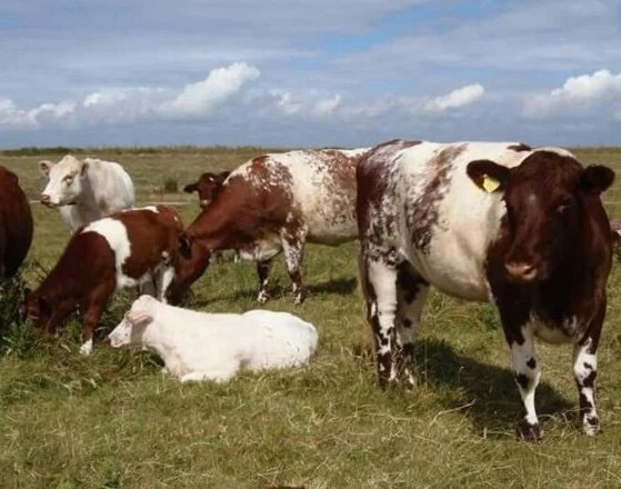Milking Shorthorn Cattle For Sale