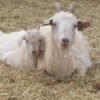 Kiko Goats for Sale