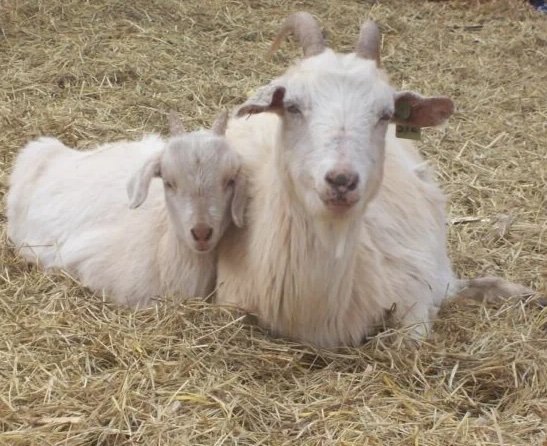 Kiko Goats for Sale