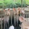 Yorkshire Pigs for Sale