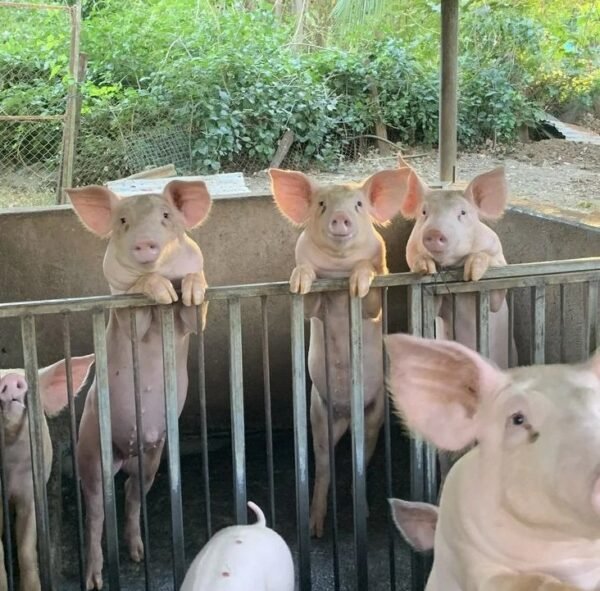 Yorkshire Pigs for Sale