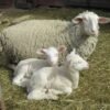 img_1654-1-600x450-1-copy-1.jpg East Friesian Sheep for Sale