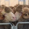 Rambouillet Sheep for Sale