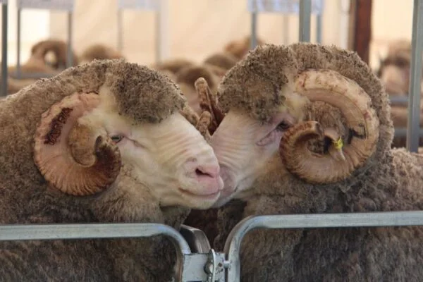 Merino Sheep for Sale